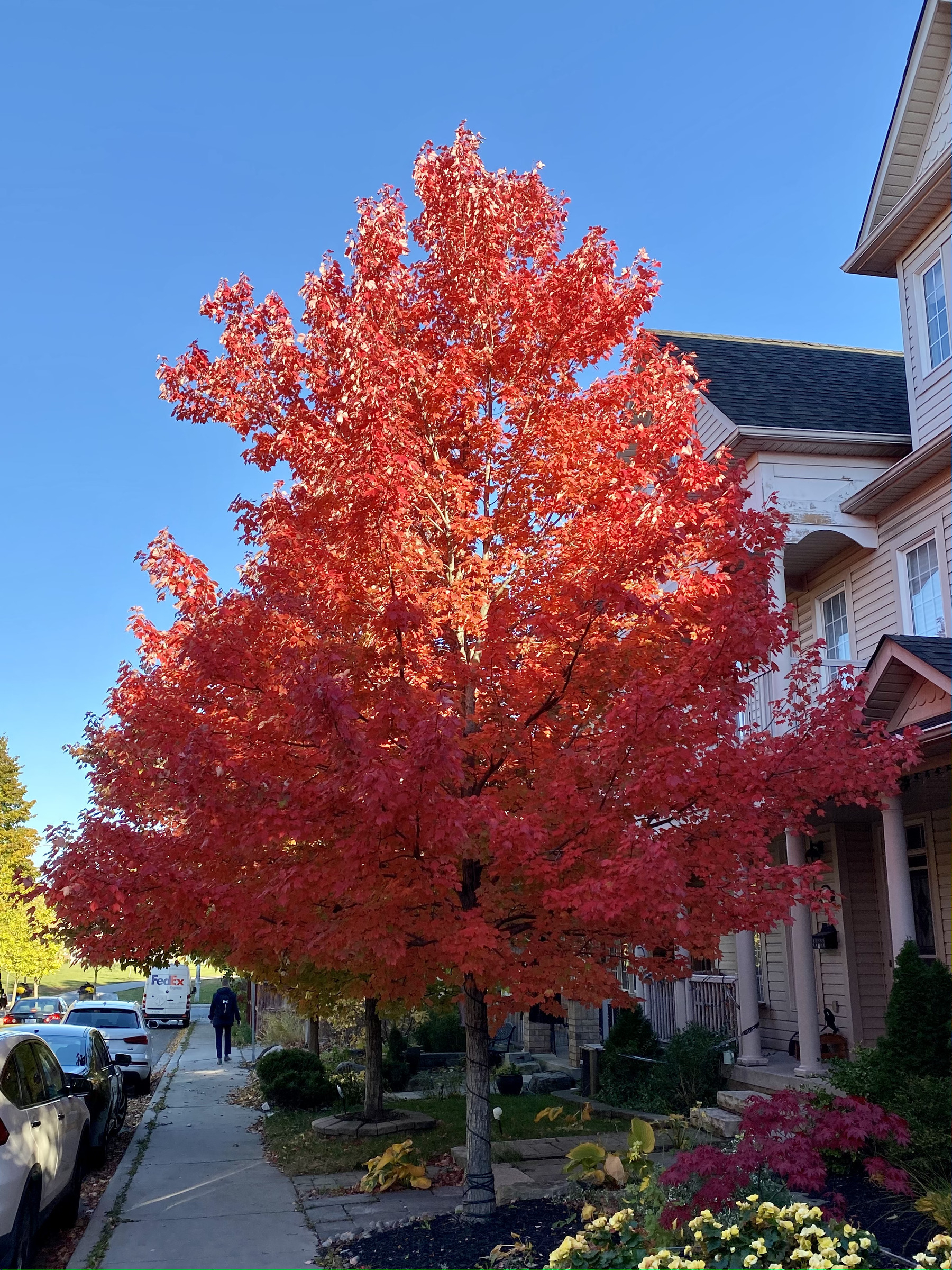 A tree with bright red leaves on a residential street