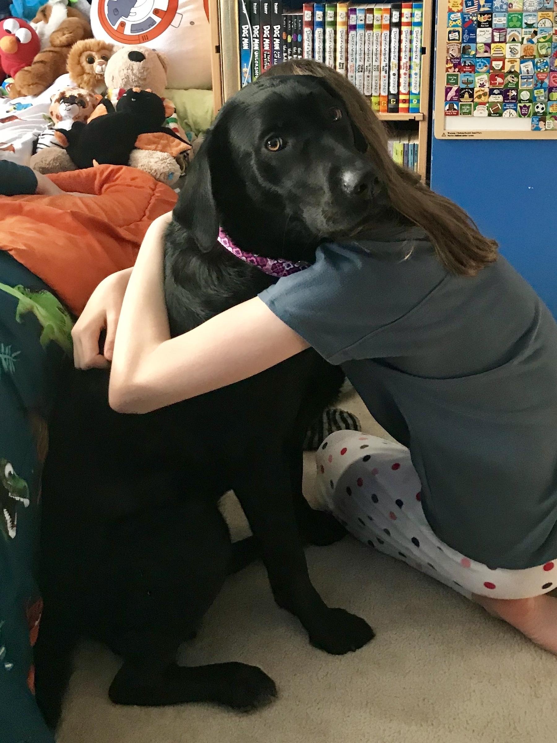 Black lab looking at the camera while wrapped in a hug by a kid
