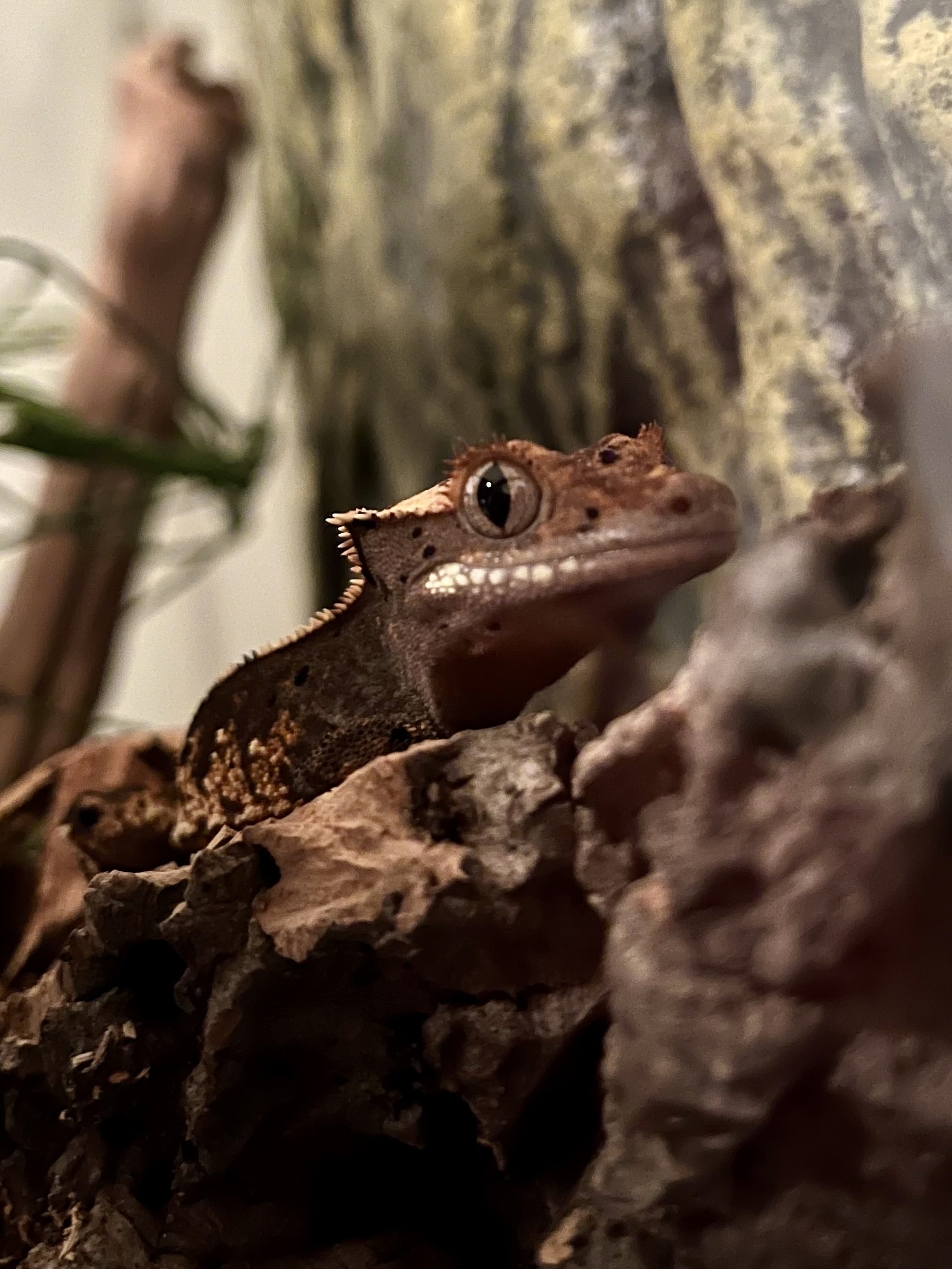 Close up of a crested gecko