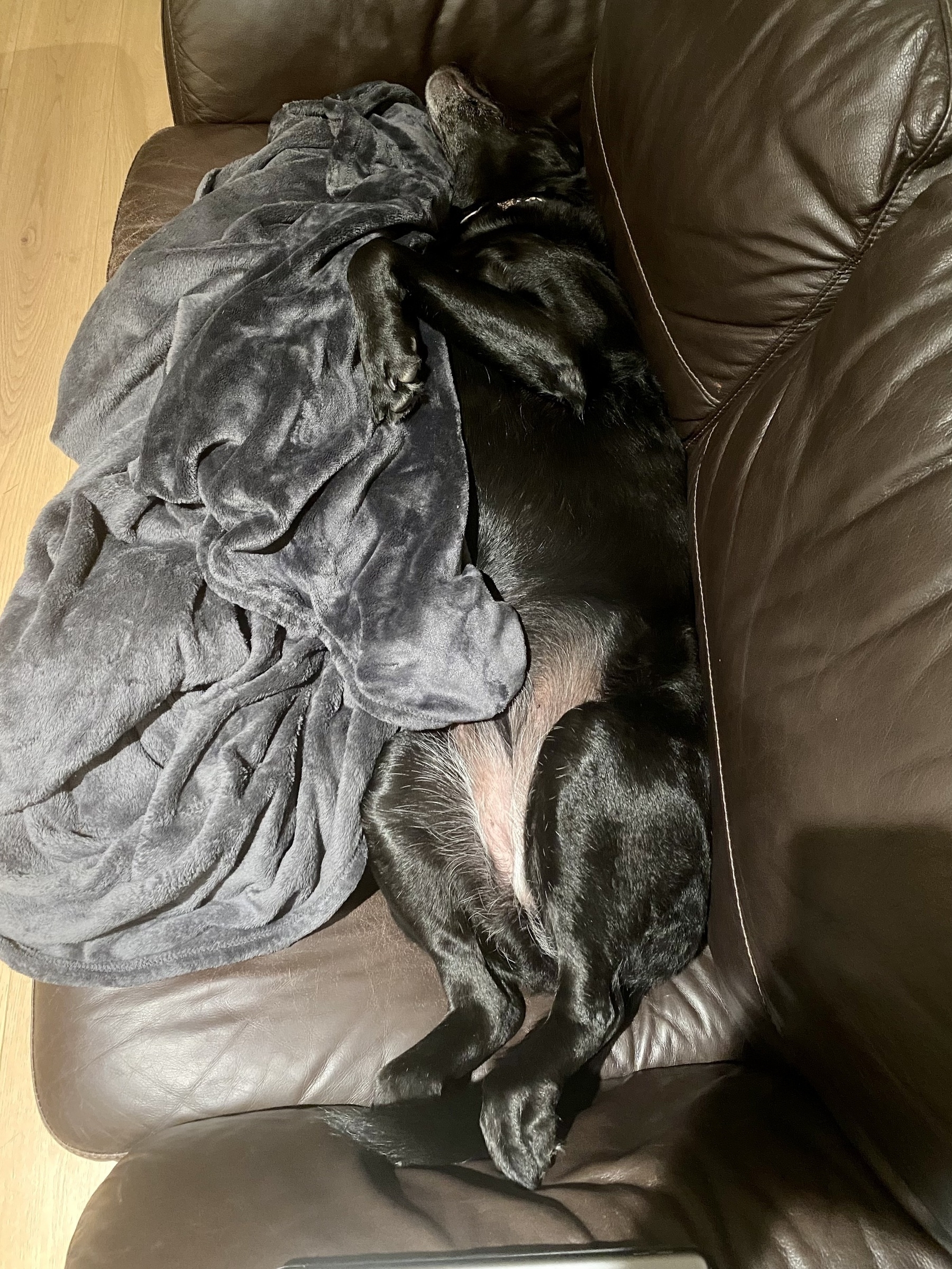 Dog lying on its back on a couch surrounded by a blanket