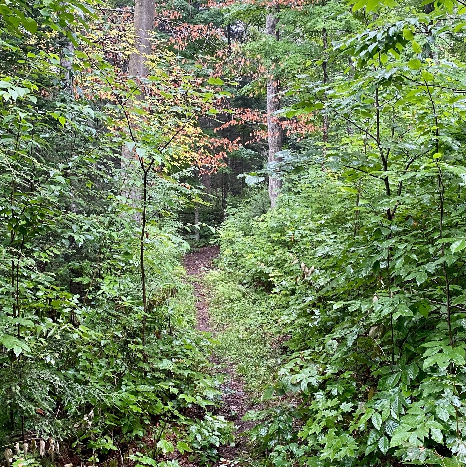 a narrow trail through the woods