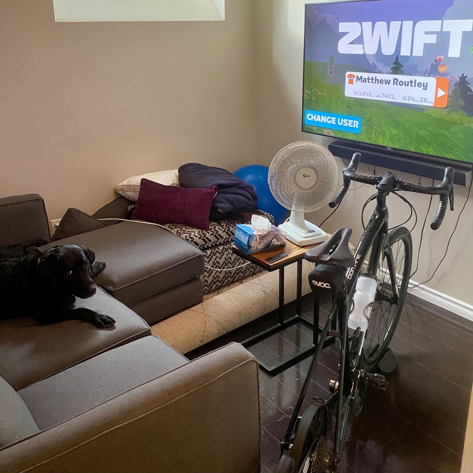 Indoor bike in front of a TV with Zwift. Black lab watching from the couch