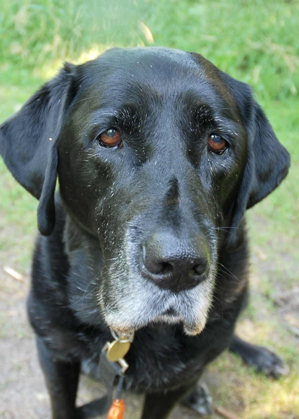 Our black lab, Ceiligh, later in life