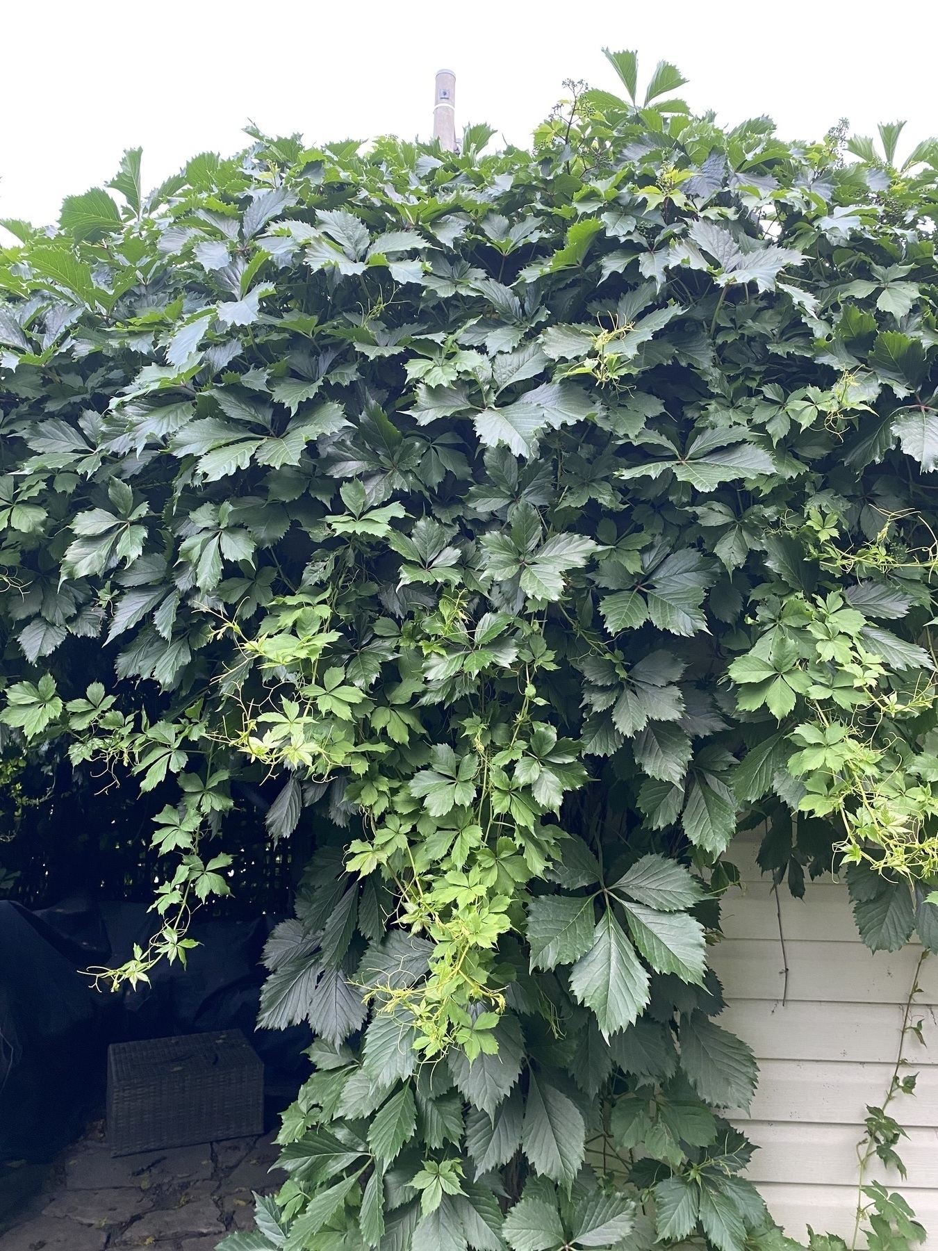 Lush green grapevine leaves cover a wall and pergola, exuding growth and vitality, with a clear sky barely visible above.