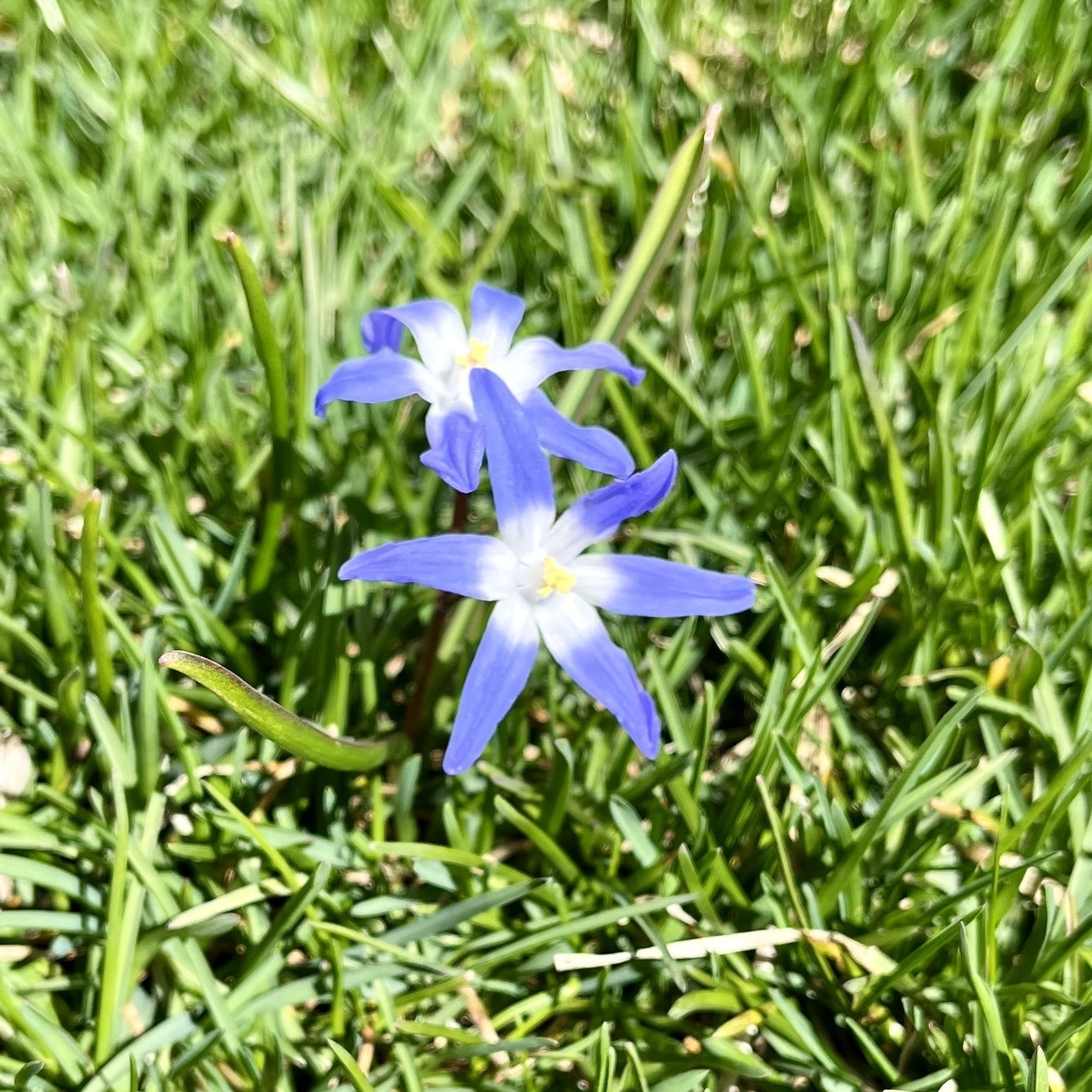 A vibrant blue flower with a central white and yellow core stands amidst green grass.