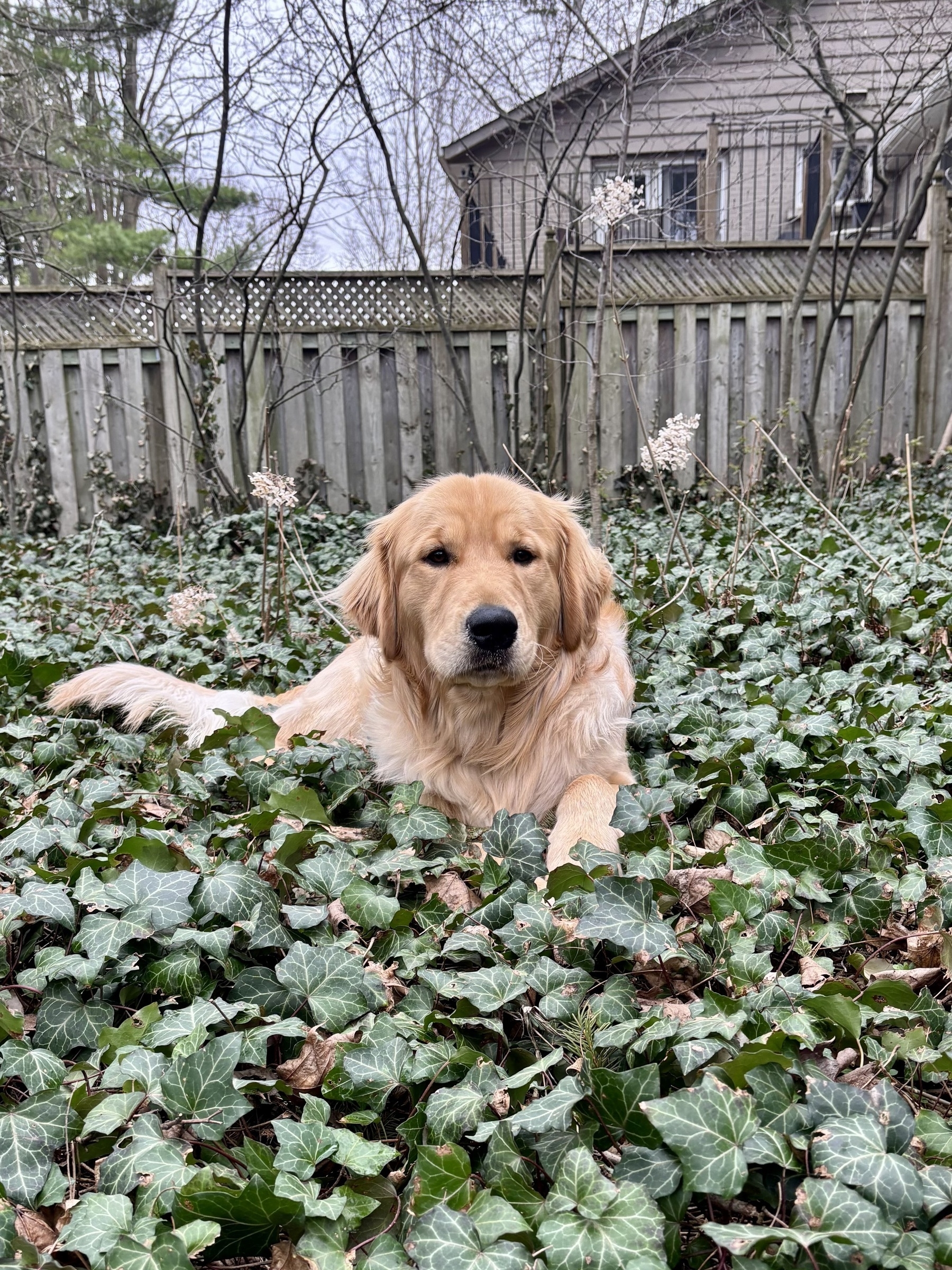 A golden retriever lying in undergrowth in front of a fence