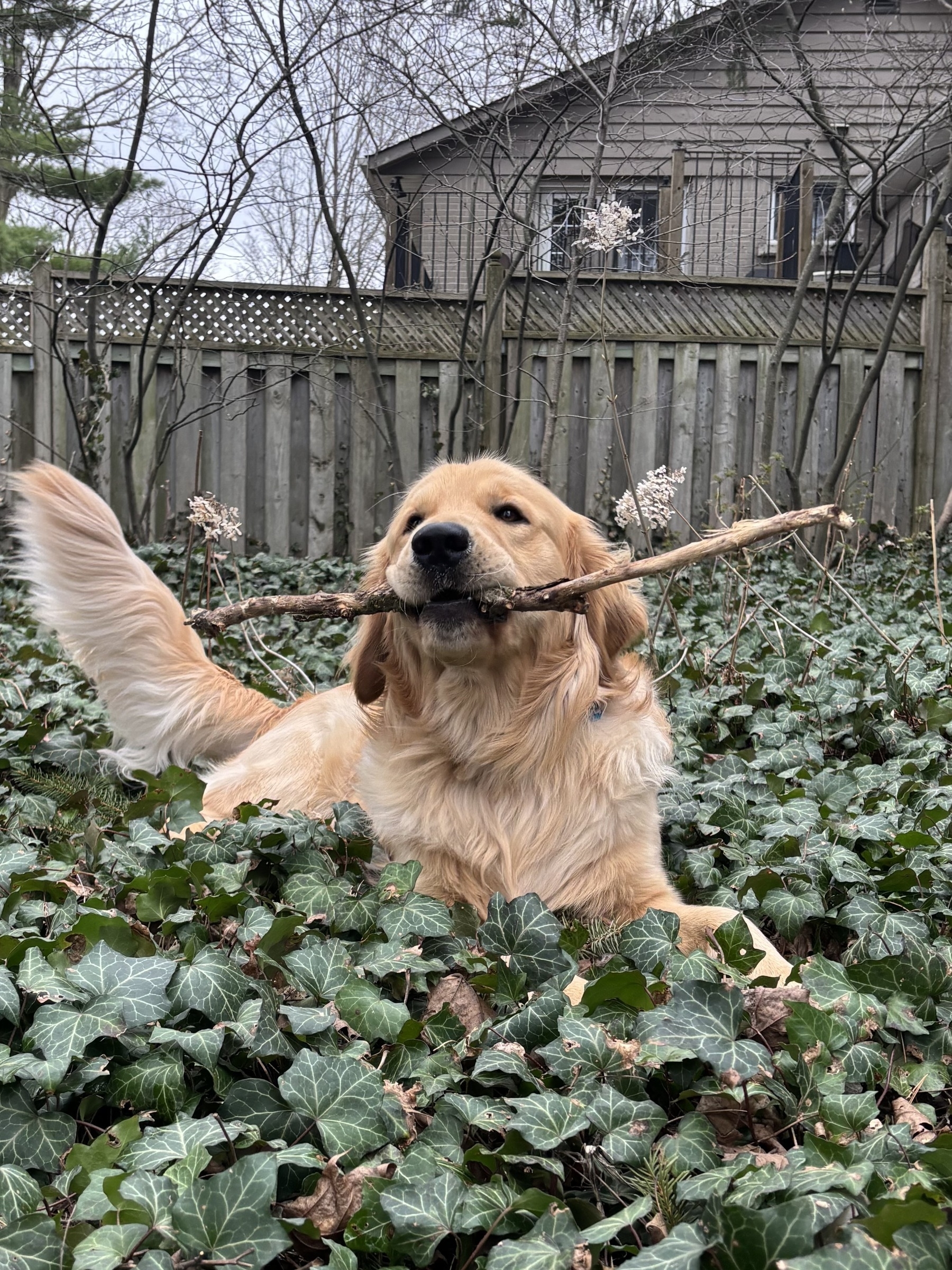 A golden retriever lying in undergrowth in front of a fence with a stick in his mouth