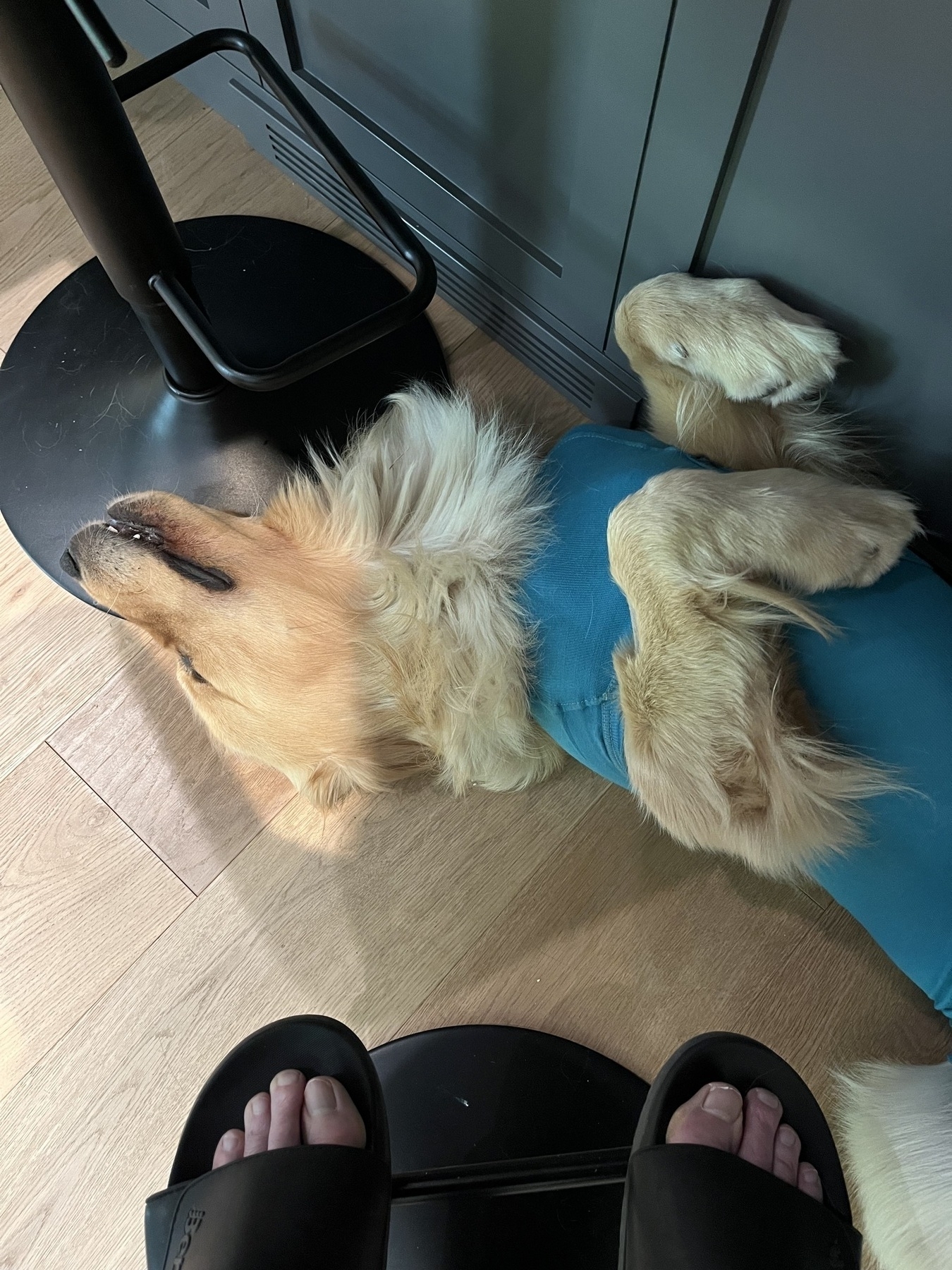 A golden retriever wearing a blue harness is lying on its back next to a person’s feet in sandals on a wooden floor.